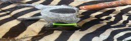 German Wirehaired Pointer dogs for sale: Ready to go Wiredhaired German pointer pups  - Advert 23