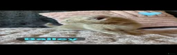 Mixed Breed cats for sale: 🩵🩷…7 stunning kittens…🩷🩵 - Advert 24