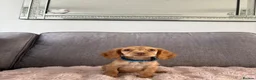 Cocker Spaniel dogs for sale: BEAUTIFUL CHOC AND TAN COCKER PUPS READY NOW!  - Advert 3