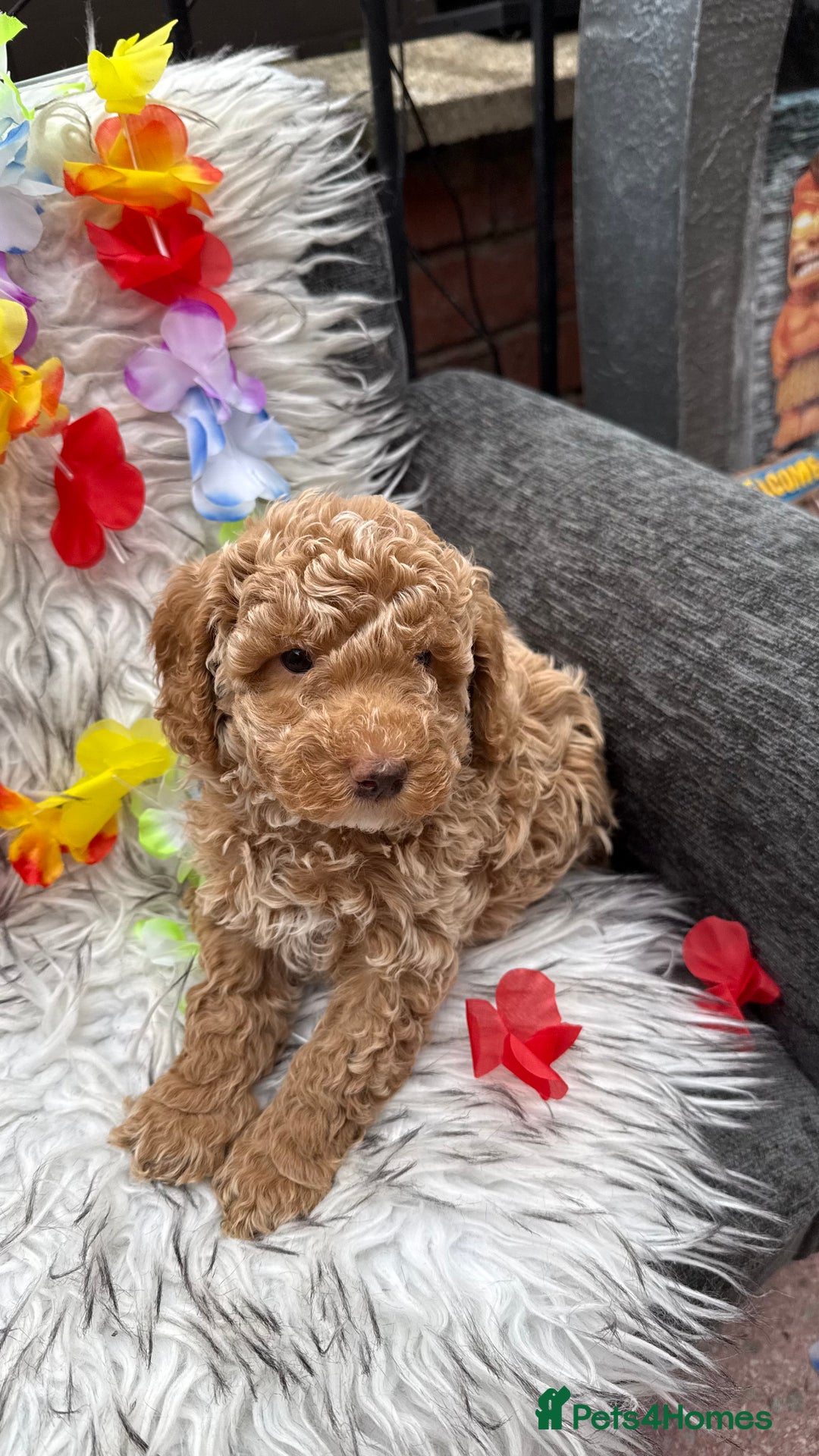 Cockapoo dogs for sale: SMALL COCKAPOO BABYS - Image 5