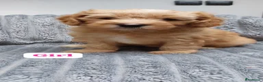 Mixed Breed 4