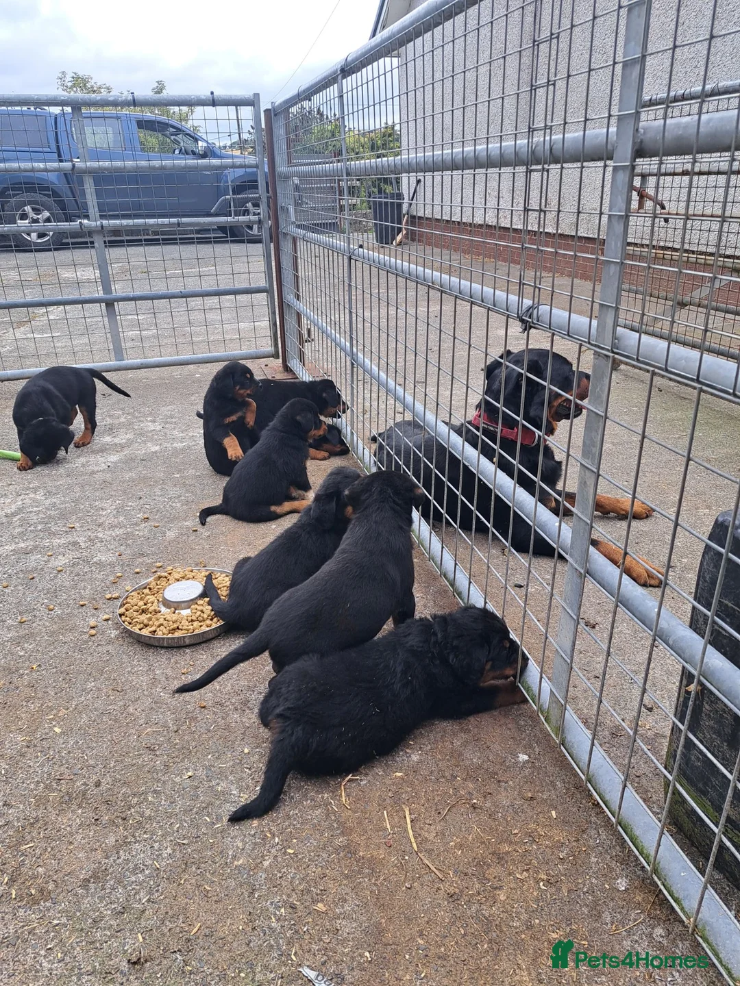Rottweiler dogs for sale: Pedigree Rottweilers  in Lampeter - Advert 3