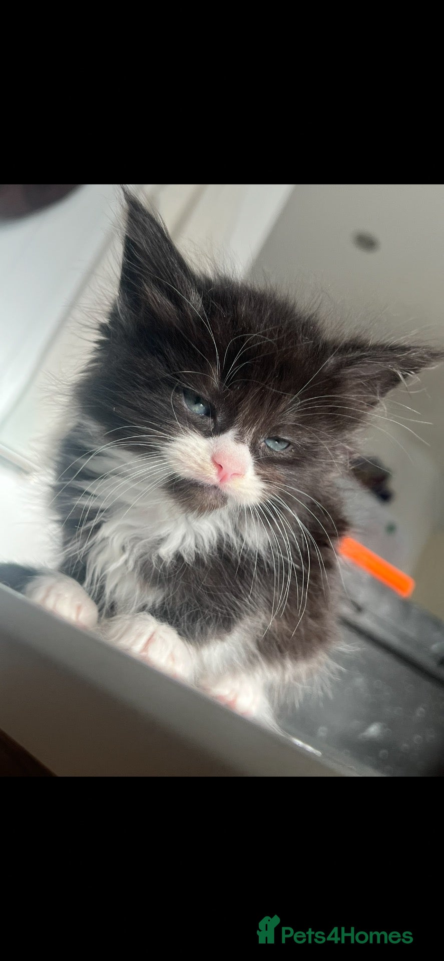 Maine Coon cats 1 m 1 f left CHEAP DUE TO HOLI dad Maincoon reg - Advert 1