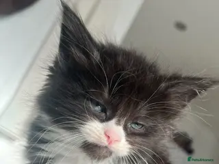 Maine Coon cats 1 m 1 f left CHEAP DUE TO HOLI dad Maincoon reg - Advert 1