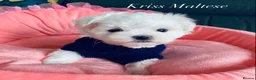 Maltese dogs for sale: ✨Outstanding kc registered Korean Maltese puppies✨ - Advert 1