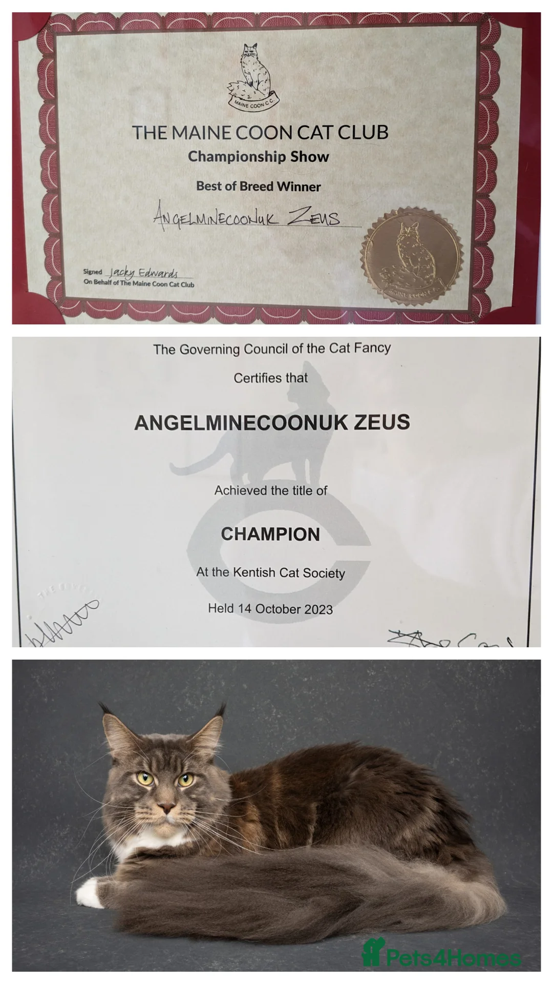 Maine Coon cats for stud: Zeus Maine-coon Stud in London - Advert 2