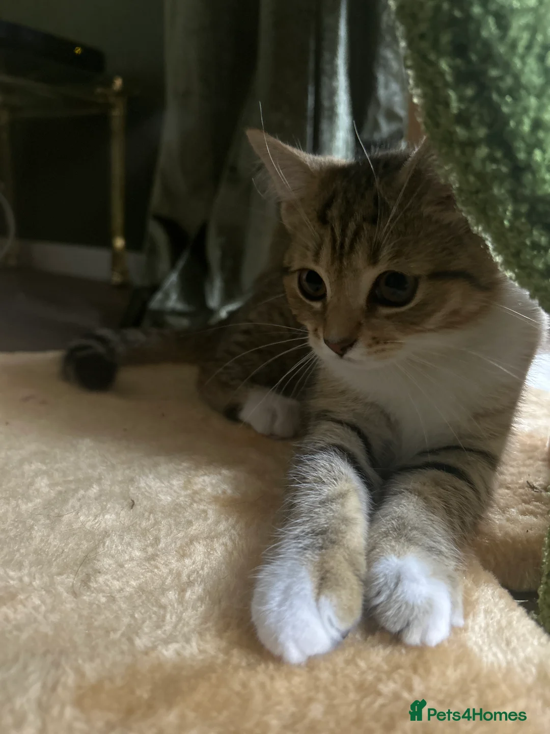 Mixed Breed cats for sale: Ariel & Coral 🧡💛 2 girls ready to leave  - Advert 2