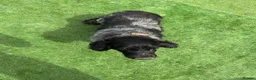 Cocker Spaniel dogs for sale: Show type cocker spaniel girl - Advert 1