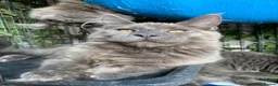 Maine Coon cats for sale: 💙*🦁*BLUE MAINE COON*💎*KITTENS*🦁*💙 - Advert 17