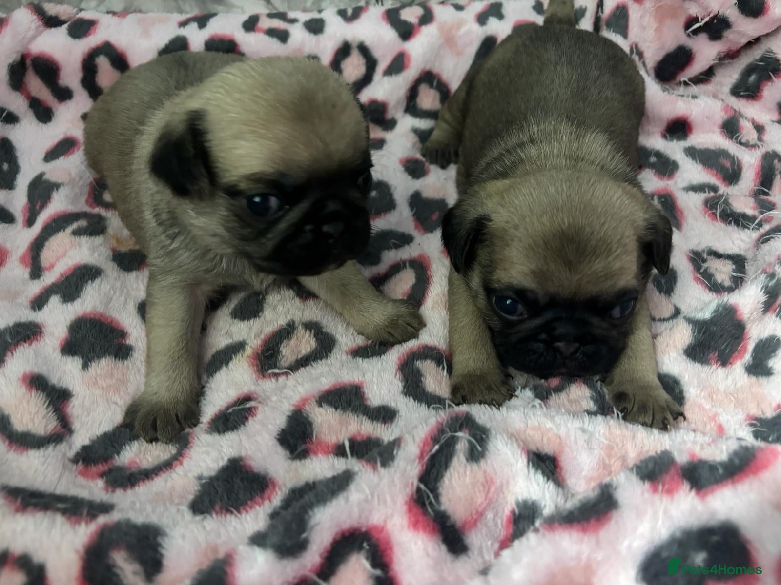 Pug dogs Only 2 Beautiful Pug Puppys For left for sale  - Advert 1