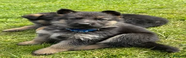 Blue German Shepherd Puppy 4