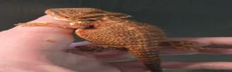 Bearded Dragon reptiles for sale: Red Monster blue bars and Hypos and Trans - Advert 19