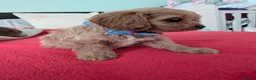 Cavapoo dogs for sale: F1B Cavapoo Puppies Health Tested KC Parents - Advert 31