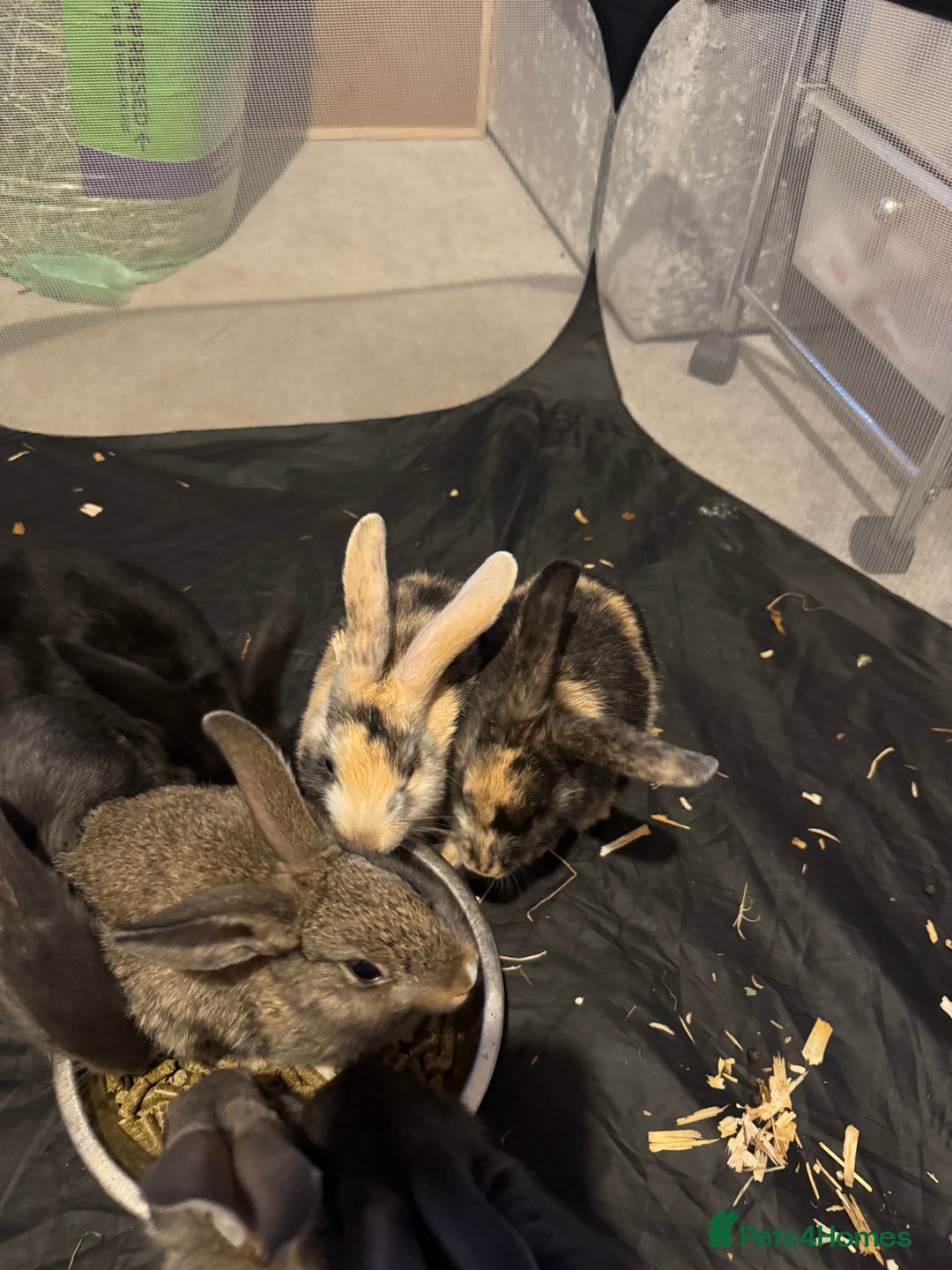 British Giant rabbits for sale: Lops x giant baby rabbits  - Image 1