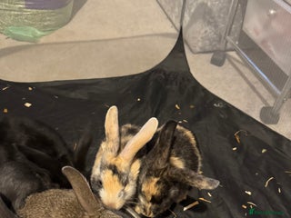 British Giant rabbits for sale - Advert 1