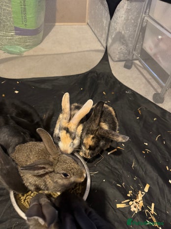 British Giant rabbits - Advert 1