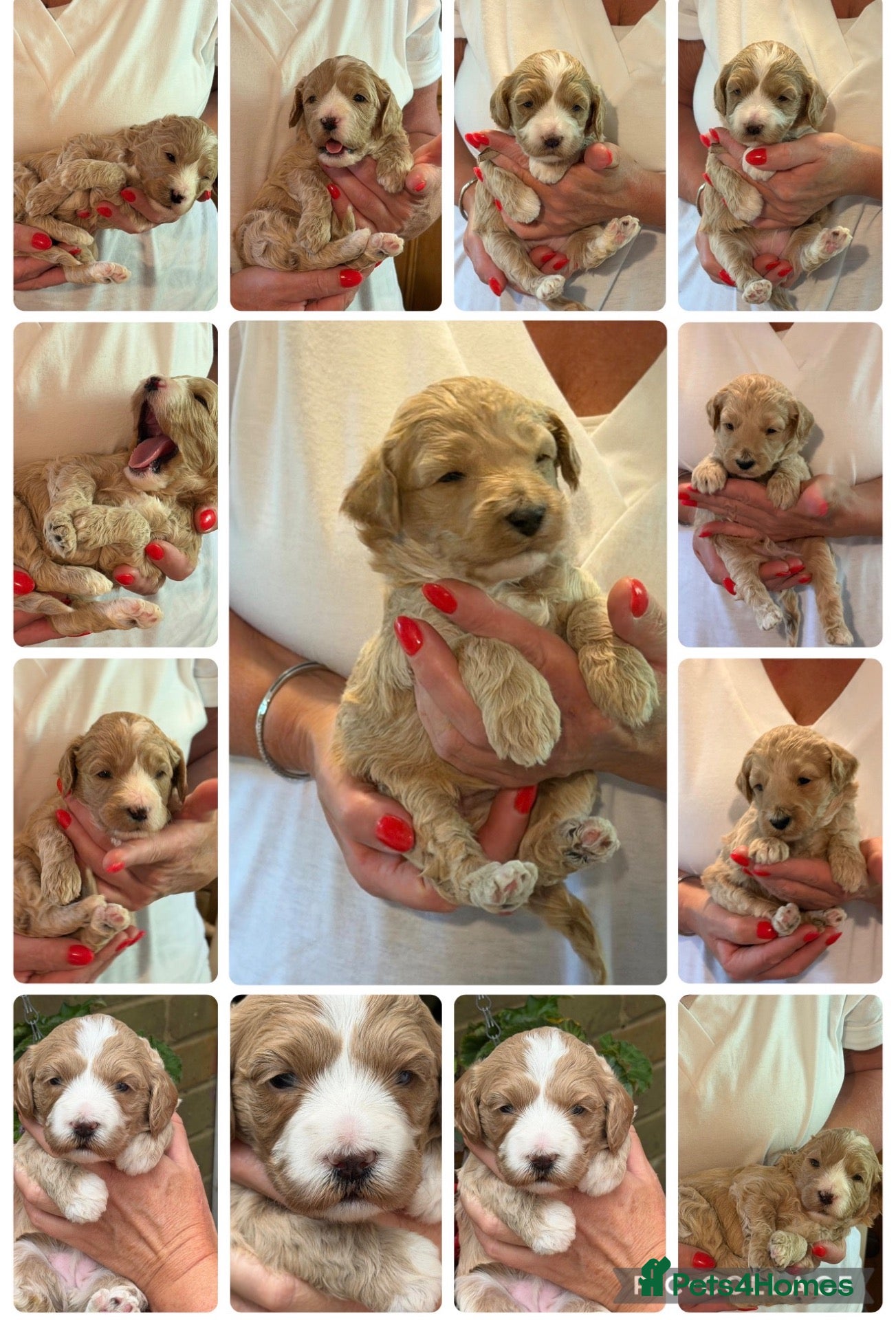 Labradoodle dogs 🐾 Labradoodle Puppies – Boys & Girls Available 🐾 - Advert 11