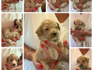 Labradoodle dogs 🐾 Labradoodle Puppies – Boys & Girls Available 🐾 - Advert 11