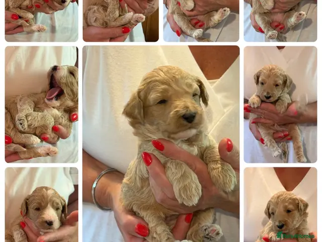Labradoodle dogs 🐾 Labradoodle Puppies – Boys & Girls Available 🐾 - Advert 15