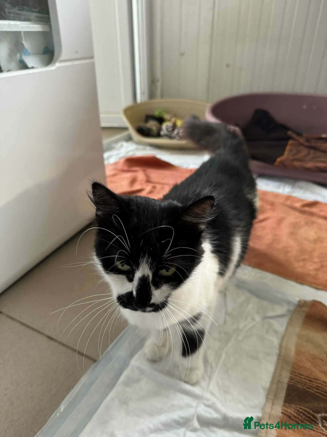 Mixed Breed cats for adoption: Hera - Norwich Norfolk  - Advert 4