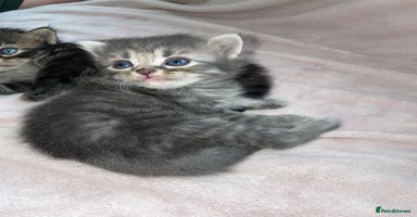 British Shorthair cats - Advert 8