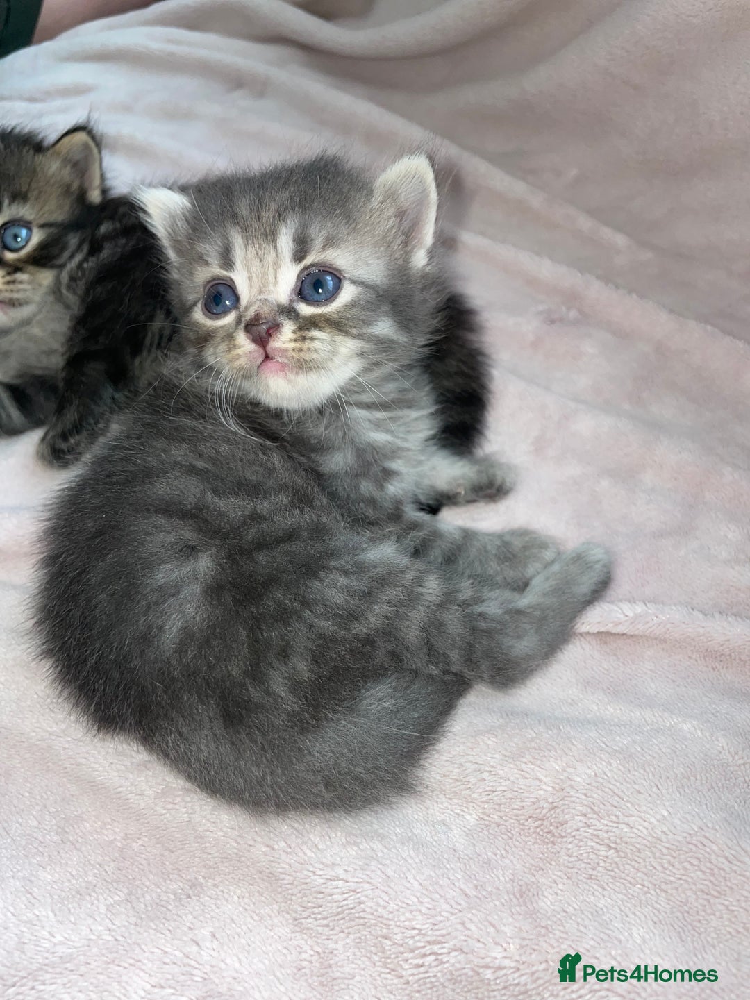 British Shorthair cats for sale: 🐾British shorthair kittens for sale 🐾  - Image 3