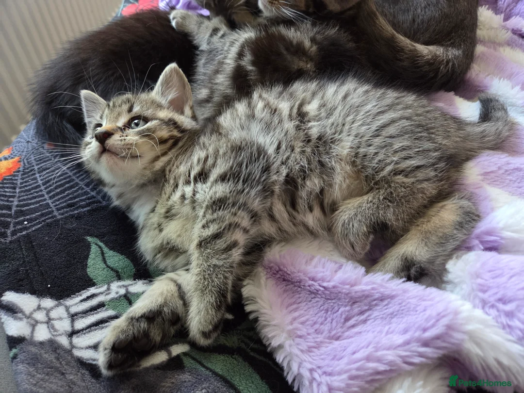 Mixed Breed cats for sale: 3 beautiful kittens for sale - Advert 2