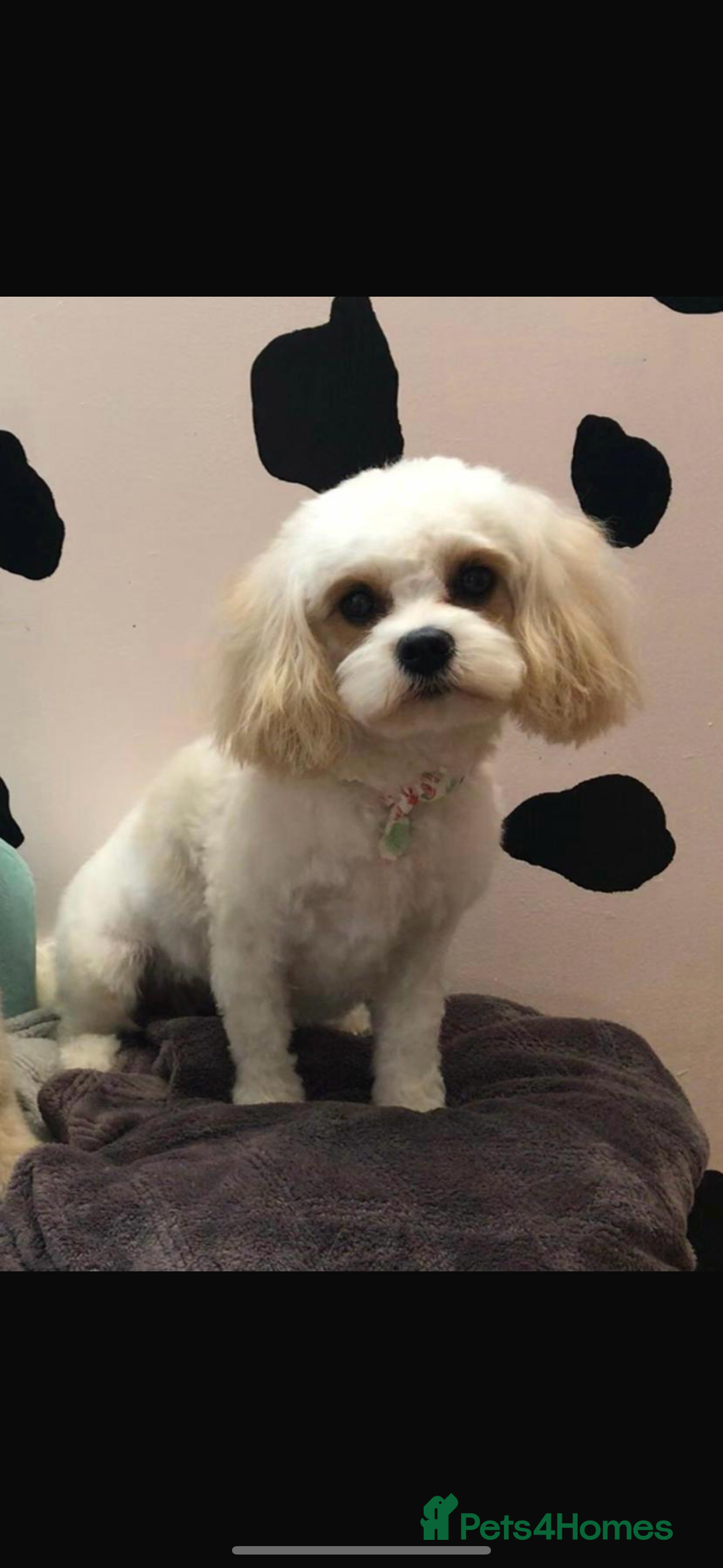 Cavapoochon dogs for sale: Cavapoochons for sale   - Advert 2