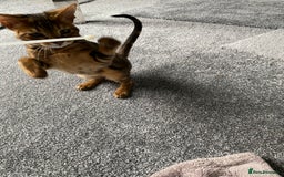 Savannah cats for sale: Savannah cross - Image 6