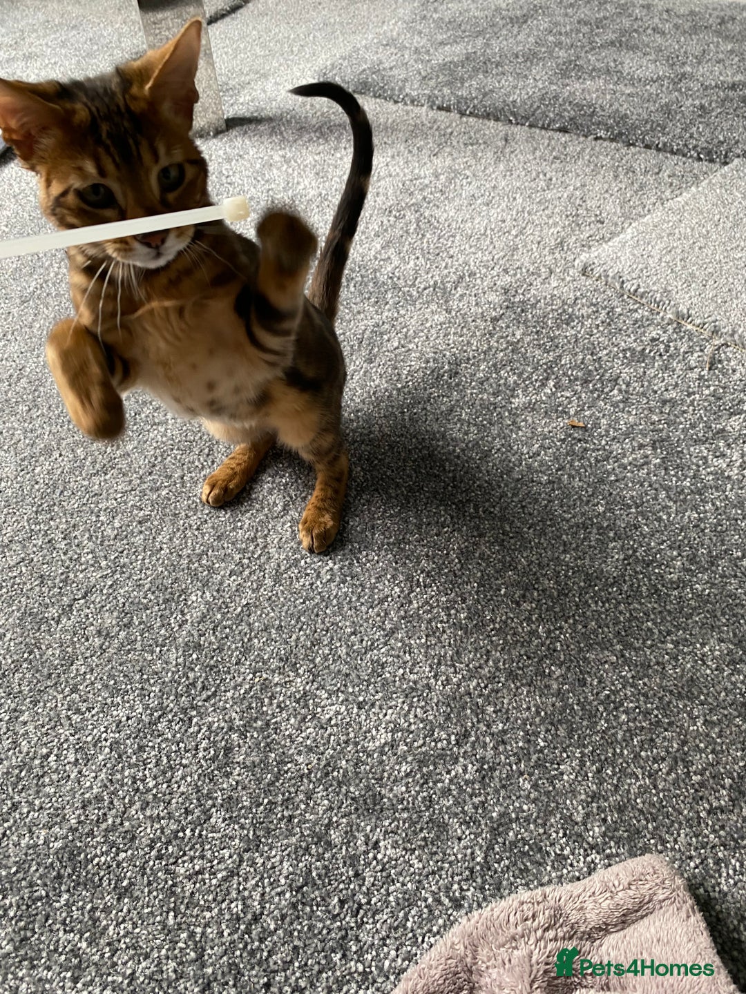 Savannah cats for sale: Savannah cross - Image 6