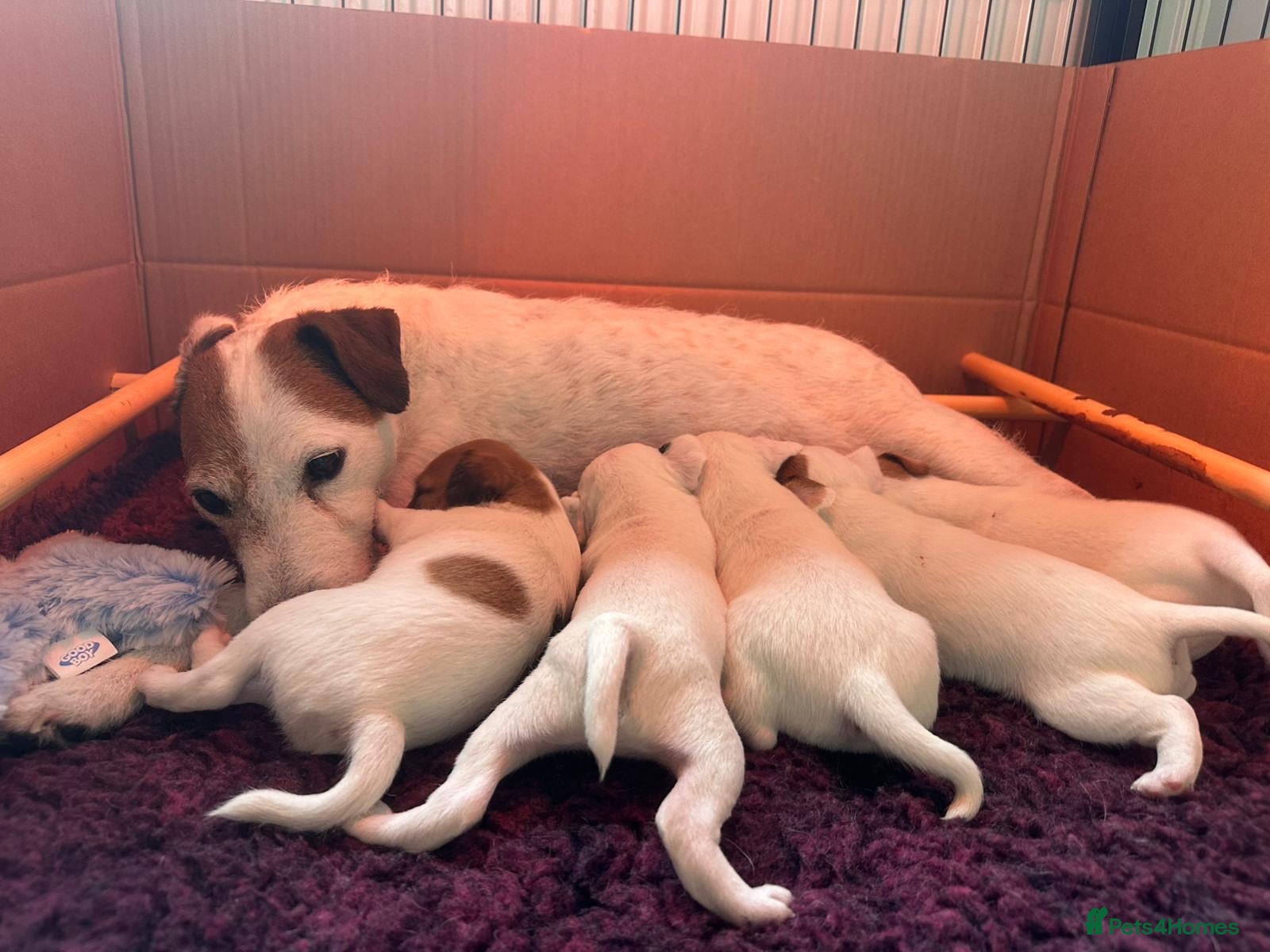 Parson Russell dogs Stunning Litter Champion Sired Parsons - Advert 1