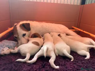 Parson Russell dogs Stunning Litter Champion Sired Parsons - Advert 1