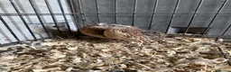 Quail poultry for sale: 4 Cotornix Quail - Advert 3