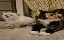 Mixed Breed cats for sale: Ragdoll × Siberian Neva Masquerade Kittens - Image 7