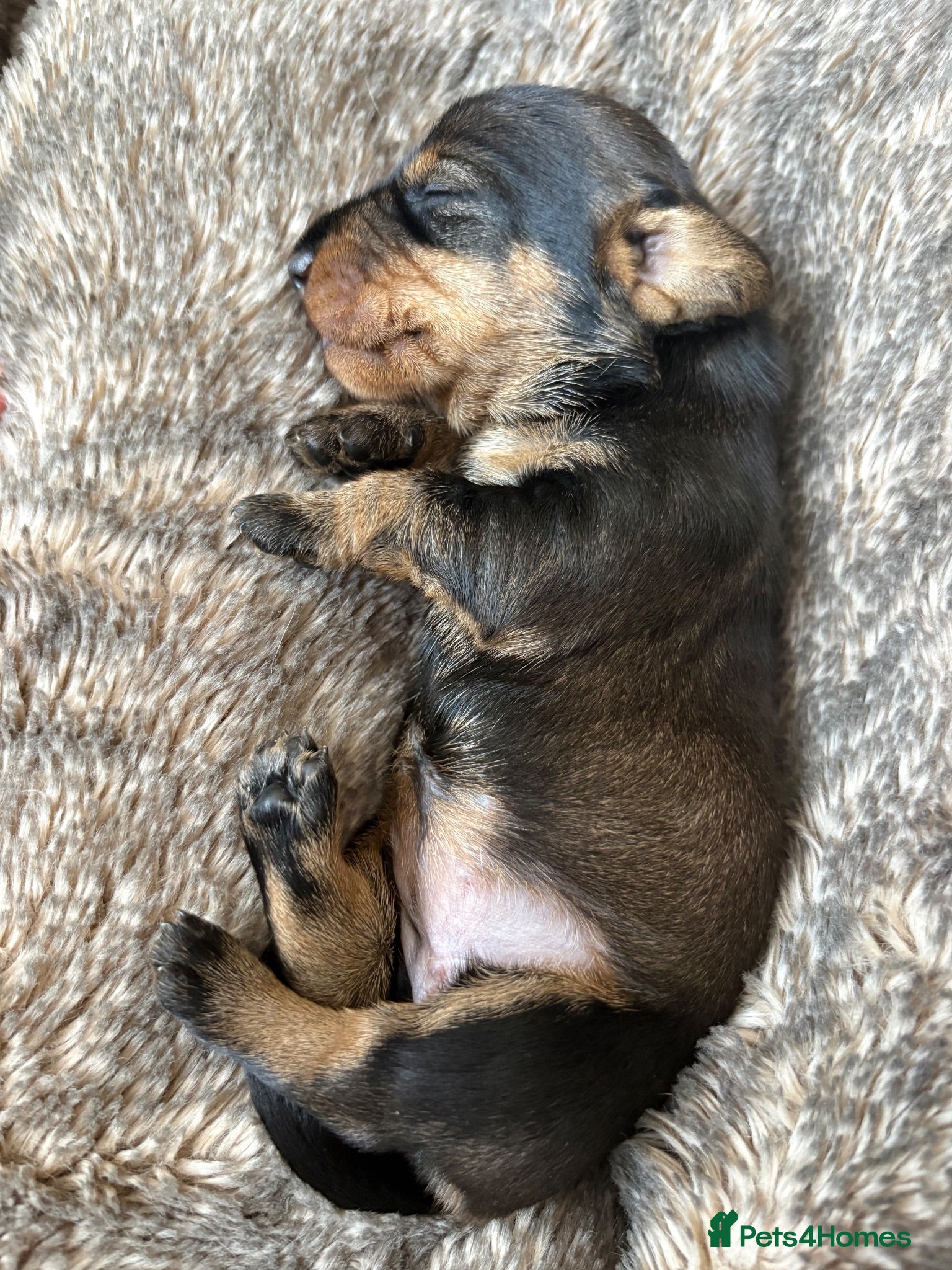 Dachshund dogs ✨Health tested, KC reg true standard wirehairs✨  - Advert 1