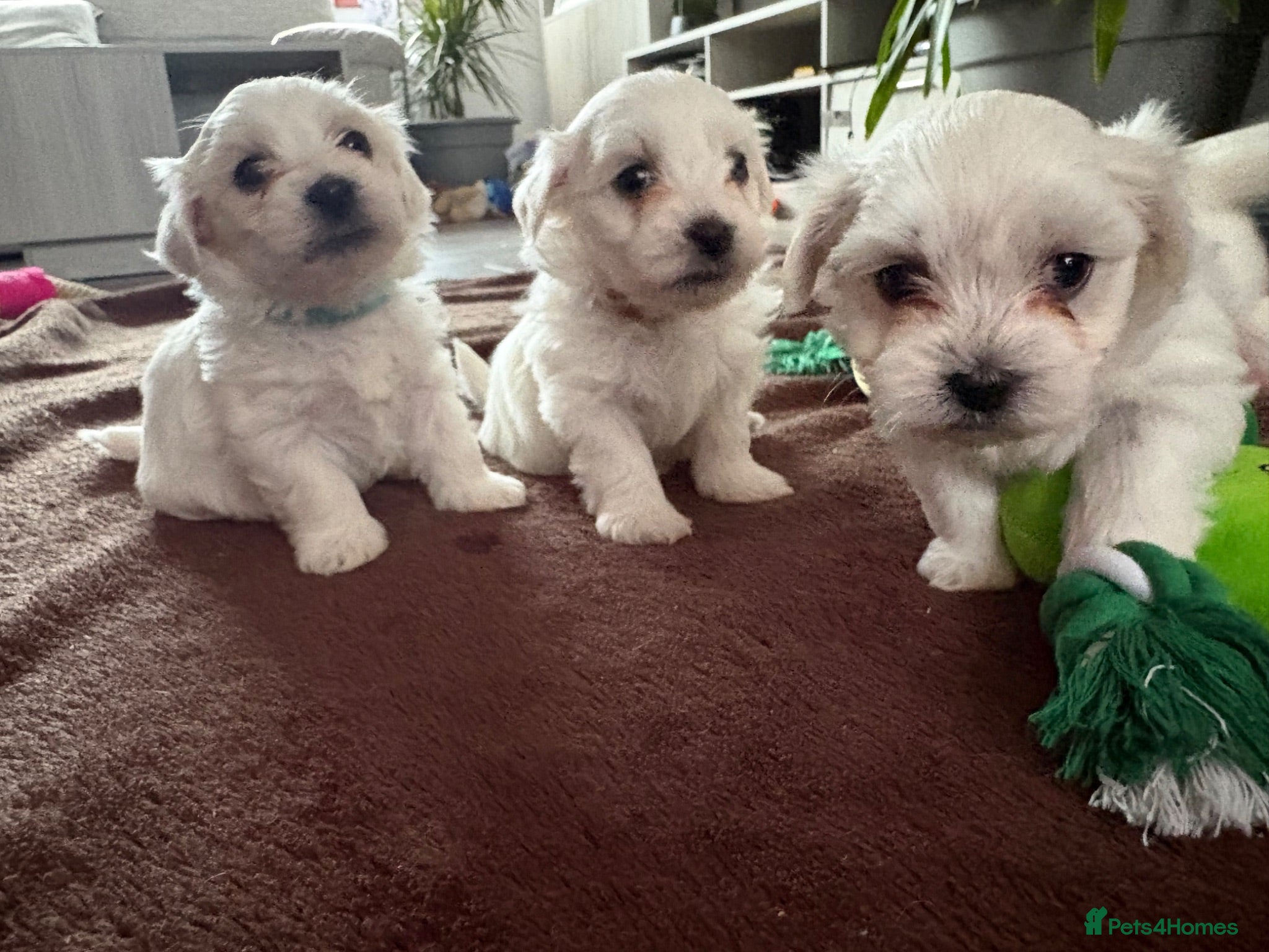 Maltese dogs Maltese puppies - Advert 5