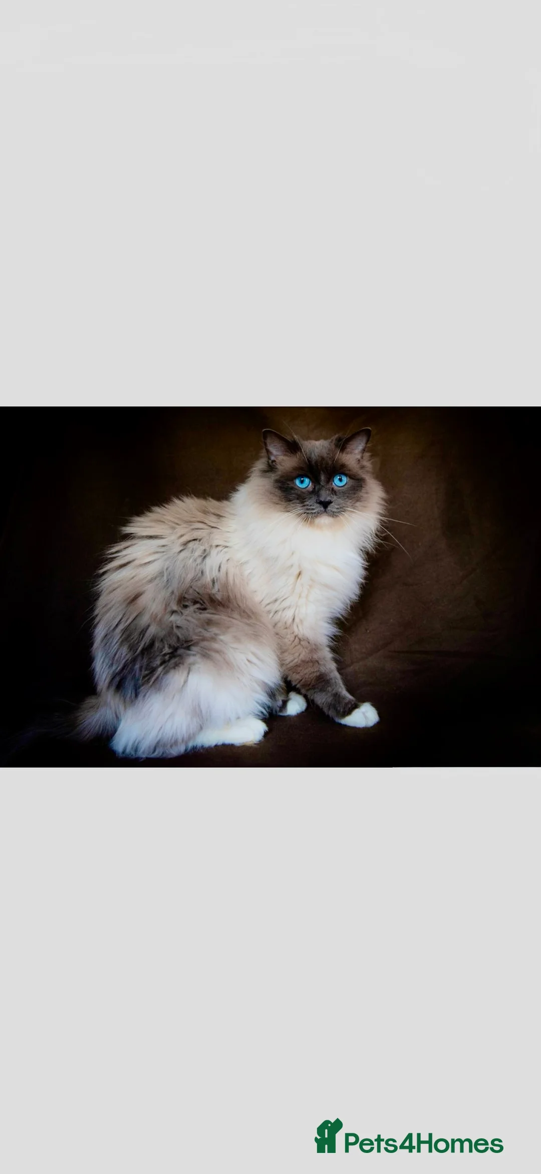 Ragdoll cats for sale: Now ready to leave – Blue Point– TICA Registered - Advert 12