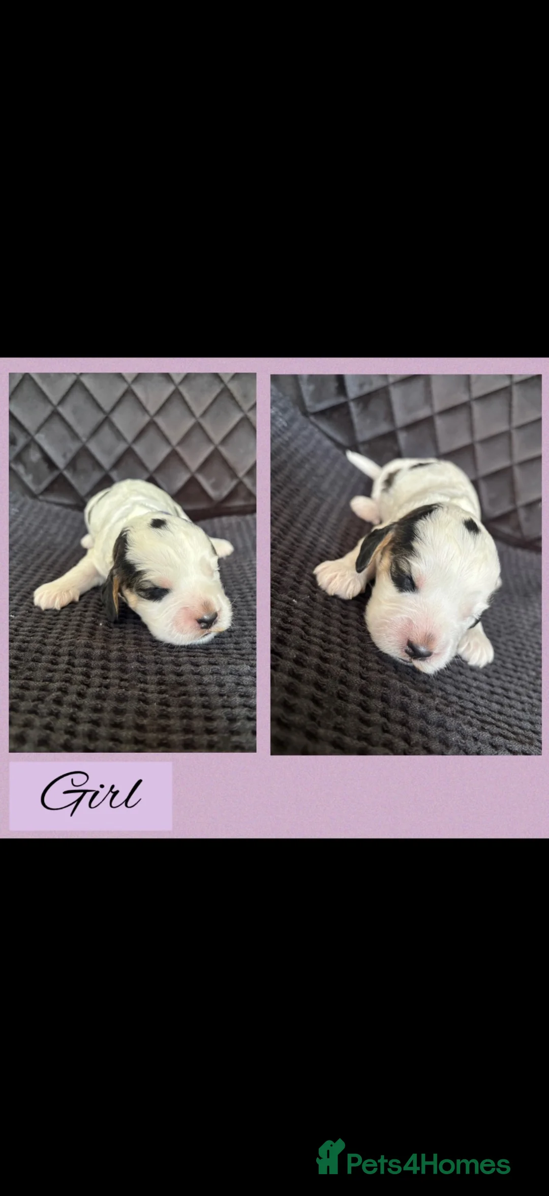 Cockapoo dogs for sale: F2b cockapoo puppies  - Advert 2