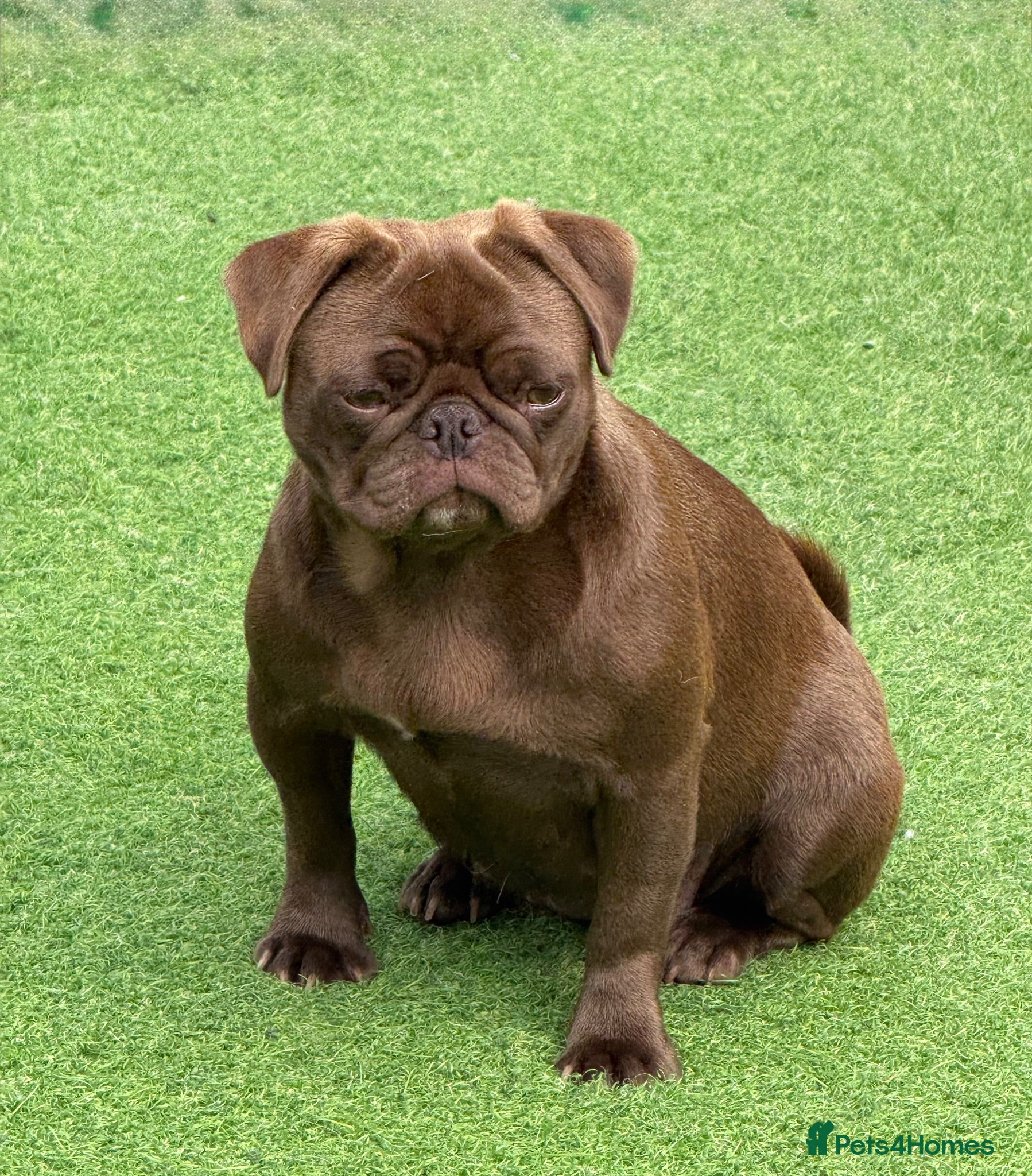 Pug dogs Solid chocolate pug female  - Advert 1