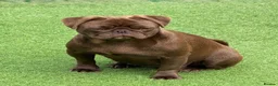 Pug dogs for sale: Solid chocolate pug female  - Advert 1