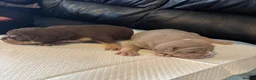 Olde English Bulldogge dogs for sale: Chunky olde English bulldogge OEB  - Advert 2