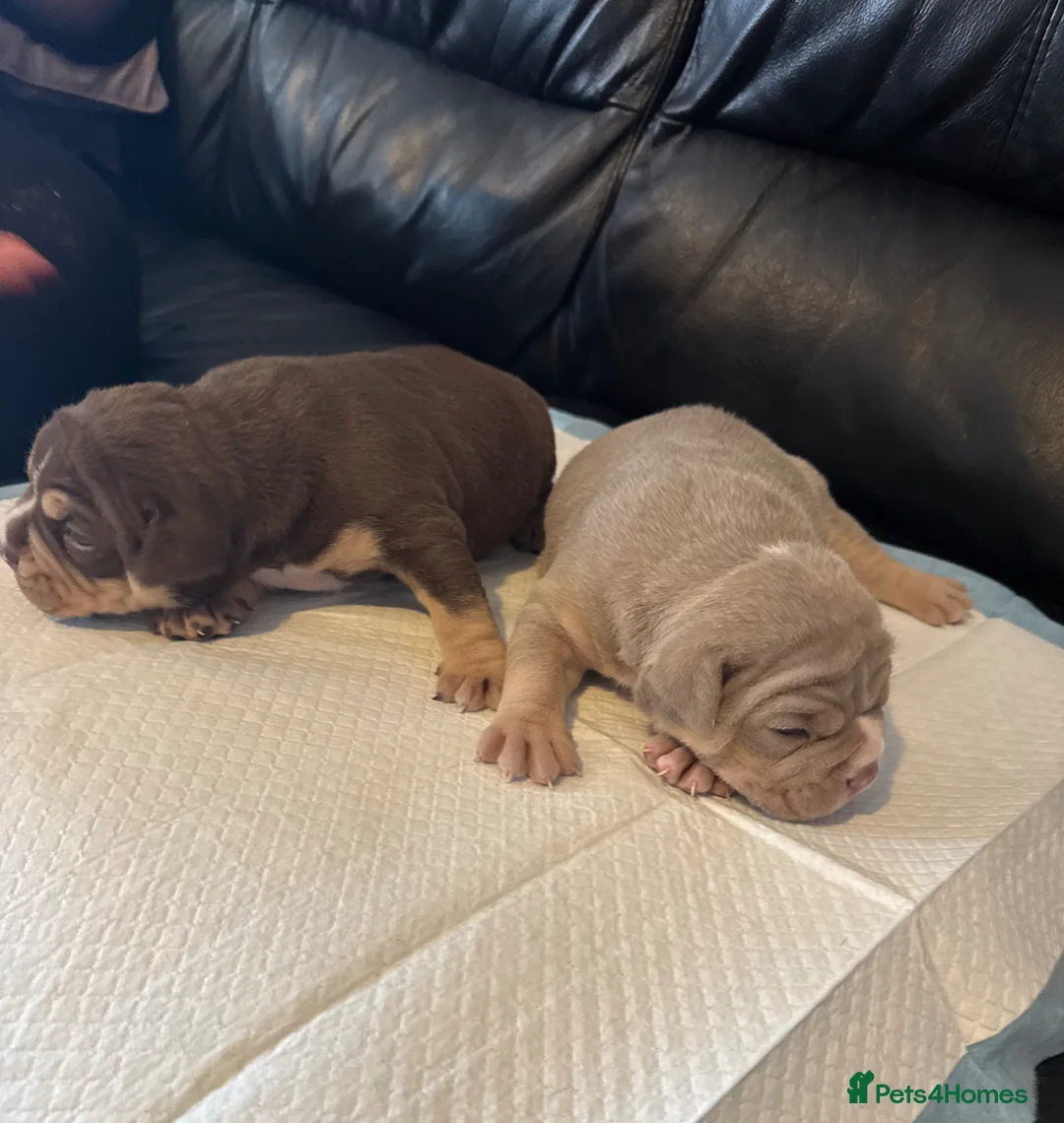 Olde English Bulldogge dogs for sale: Chunky olde English bulldogge OEB  - Advert 2