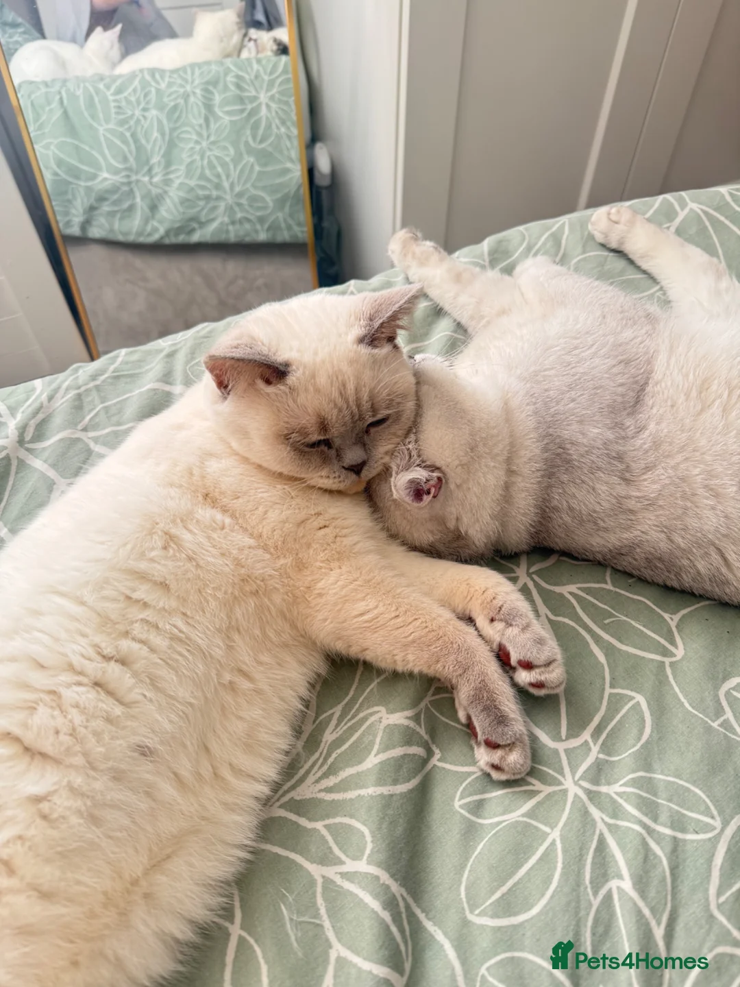 British Shorthair cats for sale: Beautiful British short hair - Advert 2