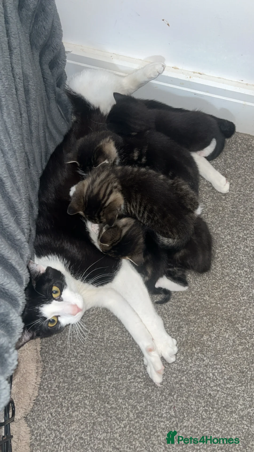 Mixed Breed cats for sale: Beautiful kittens - Advert 2