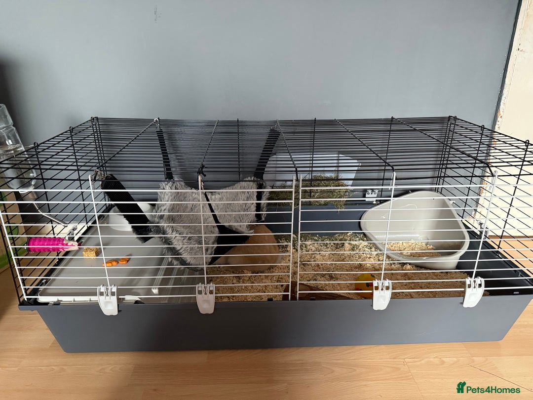 Mini Lop rabbits for sale: Beautiful girl for new home - Advert 3