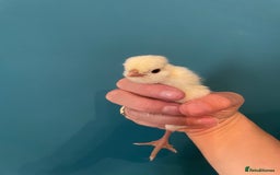 Chickens poultry for sale: Chicks - Image 10