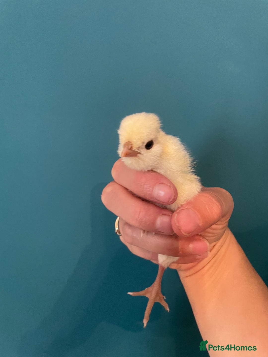 Chickens poultry for sale: Chicks - Image 10