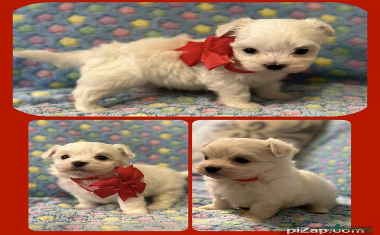 Maltese dogs - Advert 11