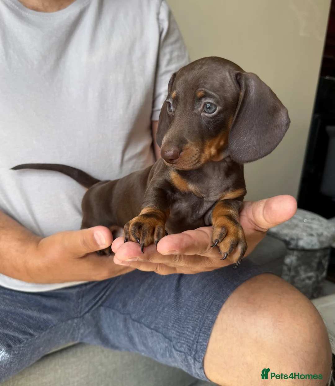 Dachshund dogs for sale: Miniature dachshund puppies  - Advert 2