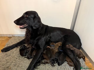 Goldendoodle dogs Standard F1 Goldendoodle Puppies 1 girl ready now - Advert 3